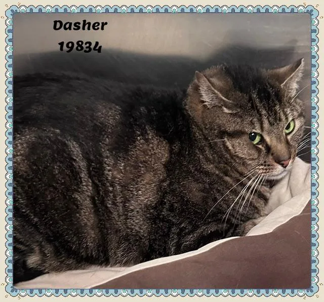 An adult large-sized male Tabby (Brown / Chocolate) Domestic Short Hair cat named Dasher See Also Comet for adoption in Marietta, GA
