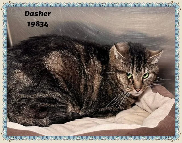 Dasher See Also Comet thumbnail 2