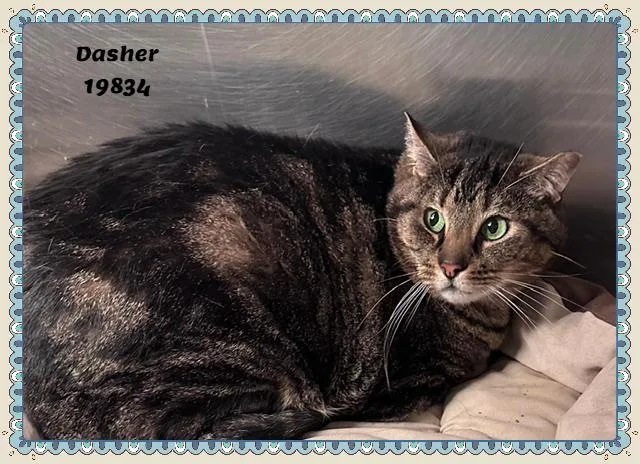 Dasher See Also Comet thumbnail 3