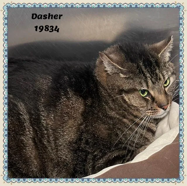 Dasher See Also Comet thumbnail 4