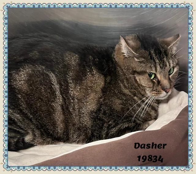Dasher See Also Comet thumbnail 5