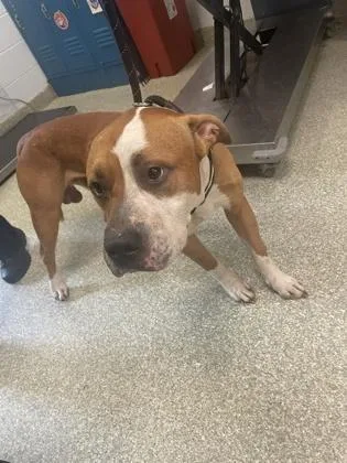 An adult large-sized male Pit Bull Terrier dog named Thyme for adoption in Washington, DC