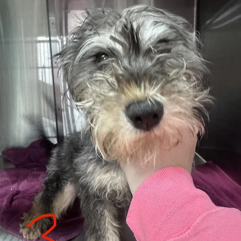 A young small-sized male Gray / Blue / Silver Mixed Breed dog named Kermit for adoption in Canton, IL