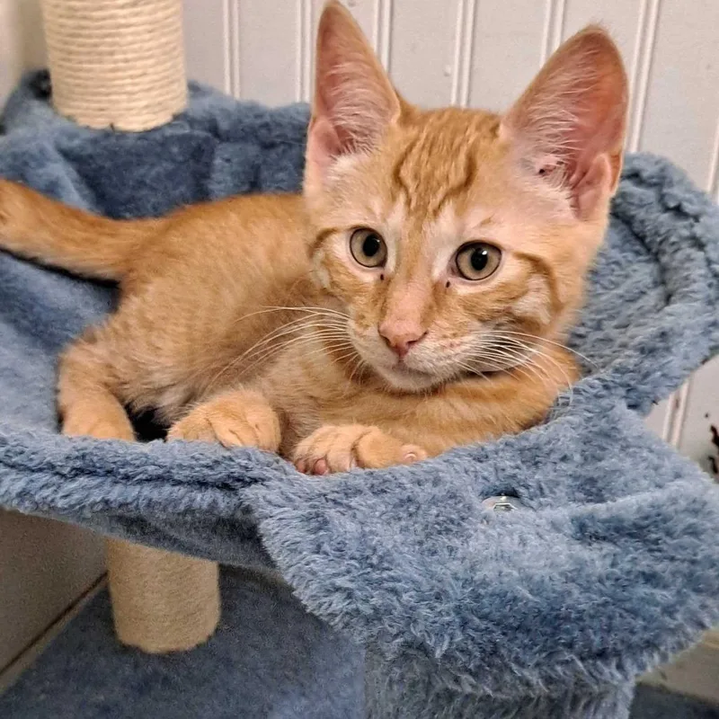 A baby small-sized male Orange / Red Domestic Short Hair cat named Ares for adoption in Glenfield, NY