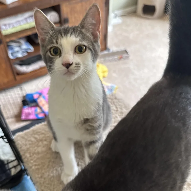 A young medium-sized male Gray / Blue / Silver Domestic Short Hair cat named Snickers for adoption in Lenexa, KS