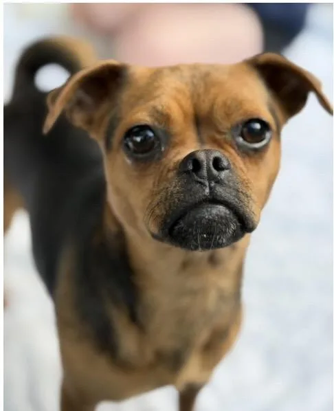 An adult small-sized female Yellow / Tan / Blond / Fawn Pug dog named Penny for adoption in Santa Rosa, CA