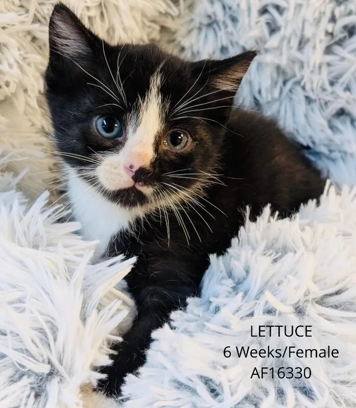 Lettuce