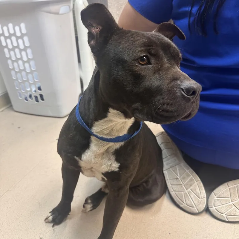 An adult medium-sized male Black Mixed Breed dog named Flik for adoption in Vineland, NJ
