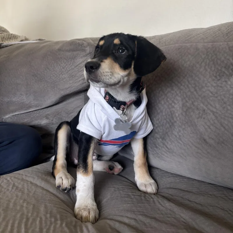 A baby small-sized female Black Labrador Retriever dog named Roxy for adoption in Fort Collins, CO