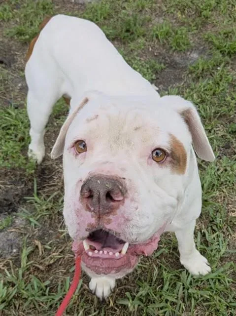 An adult large-sized male American Bulldog dog named Tommy for adoption in Fort Lauderdale, FL
