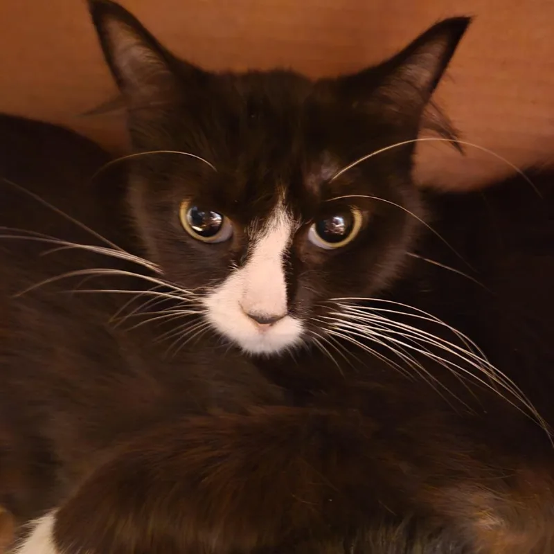Sailor Cat Bouey