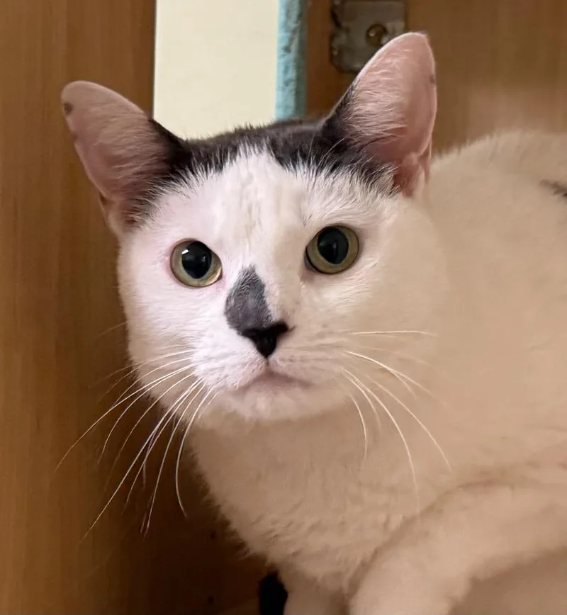 An adult large-sized female Gray & White Domestic Short Hair cat named Holly for adoption in Amery, WI