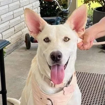 Lunabelle thumbnail 2