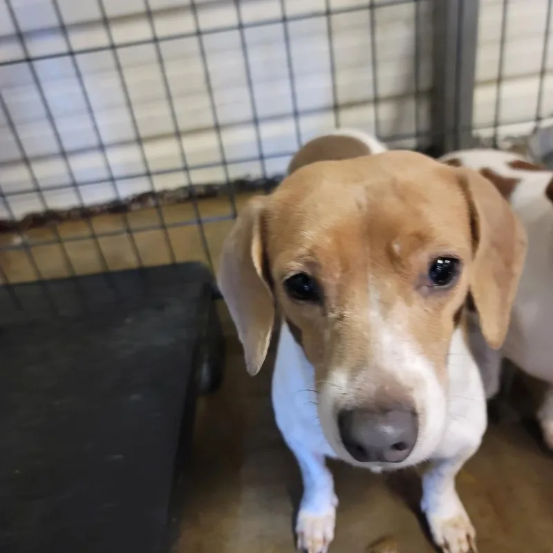 An adult small-sized male Yellow / Tan / Blond / Fawn Beagle dog named Walter for adoption in Smithfield, NC