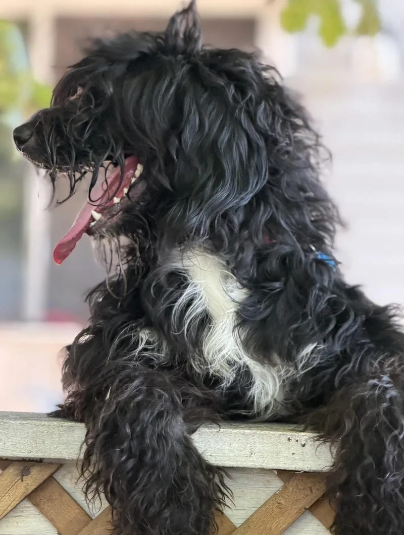 A young extra large-sized female Labradoodle dog named Cloud for adoption in Jamesville, NY