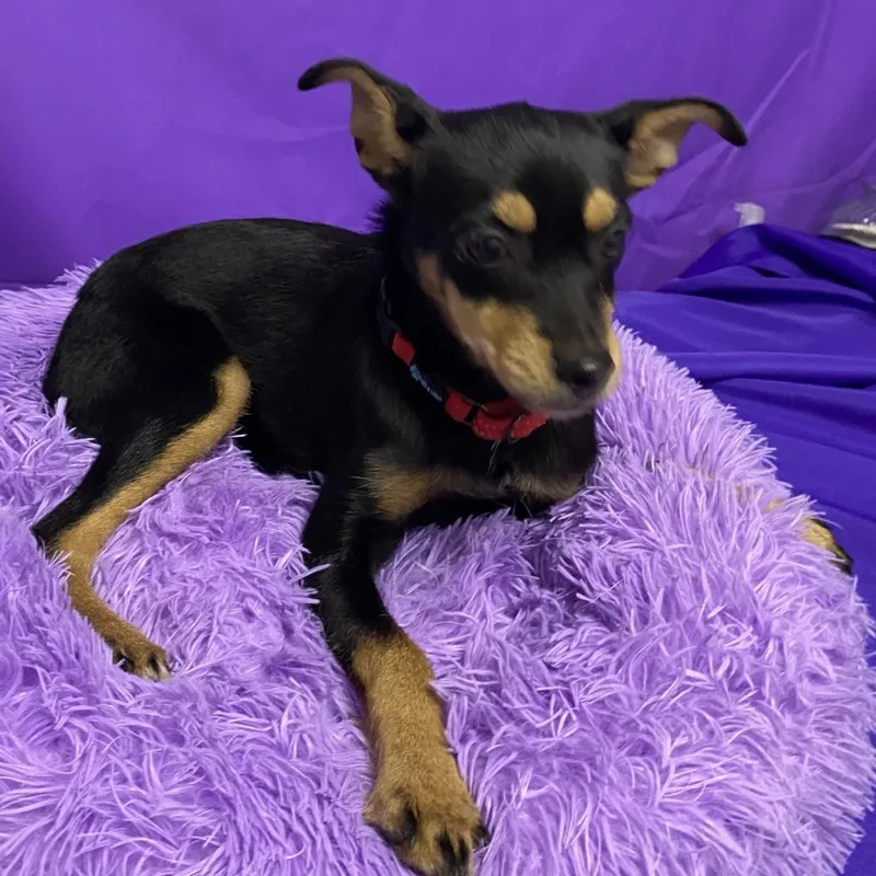 A baby small-sized female Black Miniature Pinscher dog named Summer for adoption in North Myrtle Beach, SC