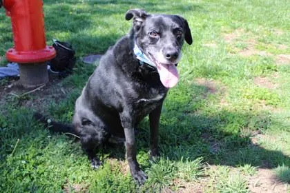 A senior large-sized male Labrador Retriever dog named Ruki for adoption in Kansas City, MO