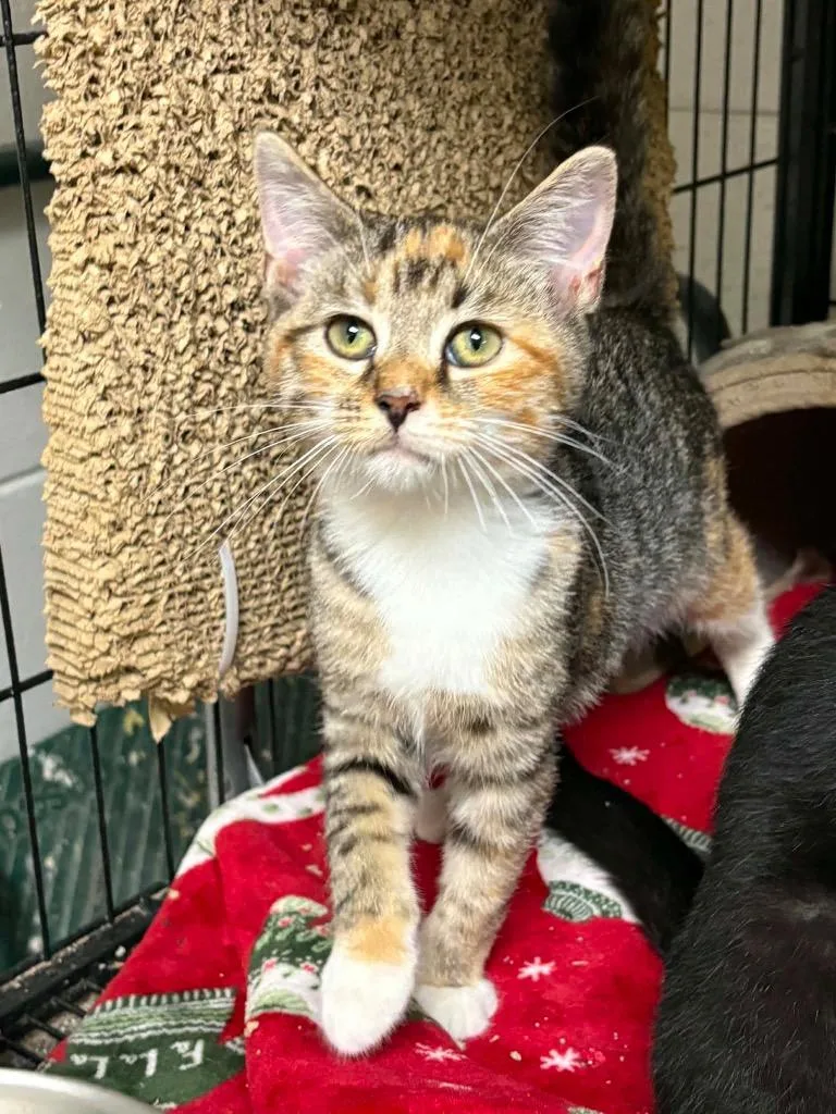 A baby small-sized female Domestic Short Hair cat named Pearberry for adoption in Tifton, GA