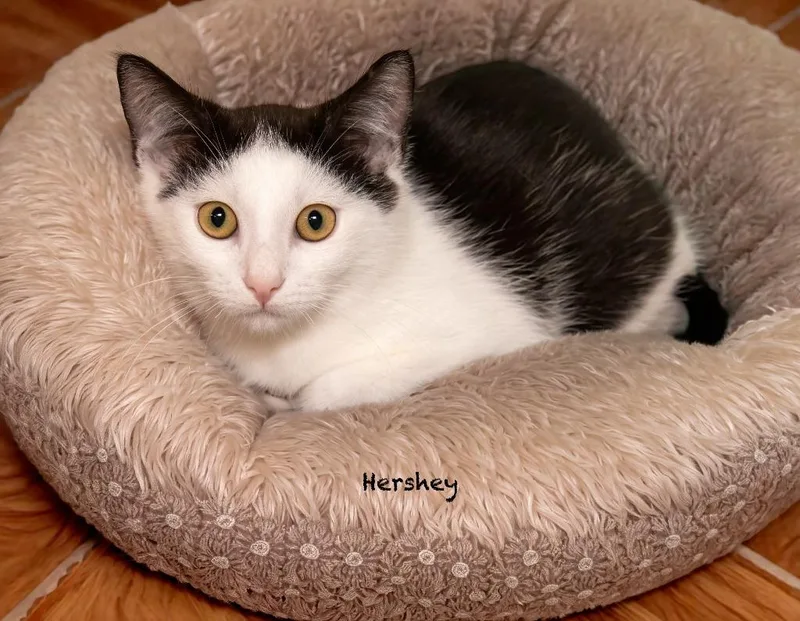 A baby medium-sized male Domestic Short Hair cat named Hershey for adoption in Hot Springs Village, AR