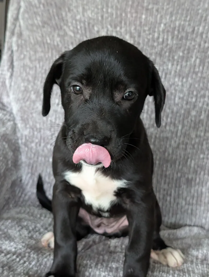 Heidi