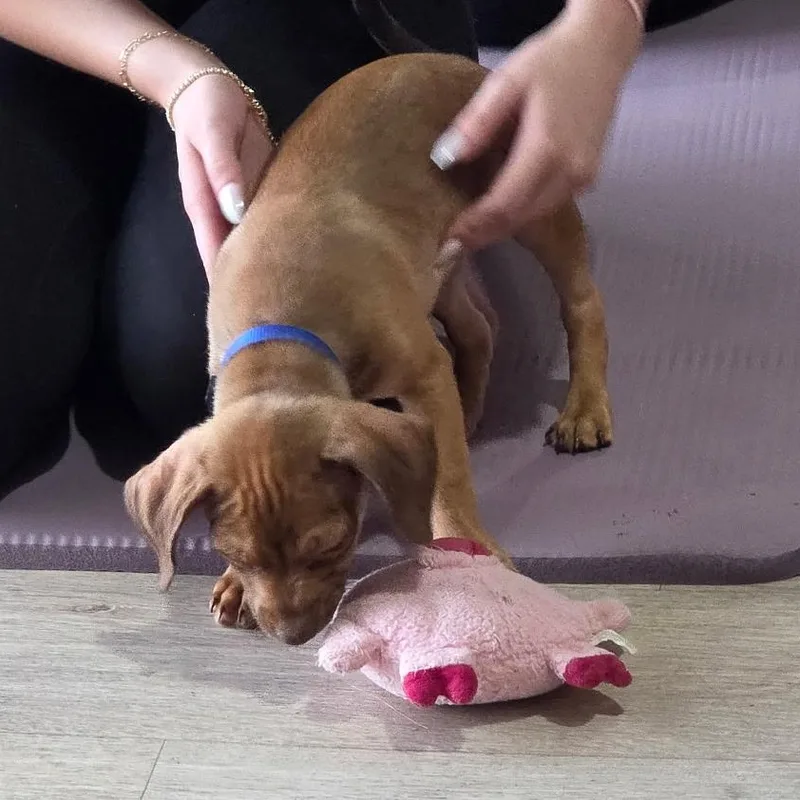 A baby small-sized male Brown / Chocolate Chihuahua dog named Rowdy for adoption in Dallas, TX