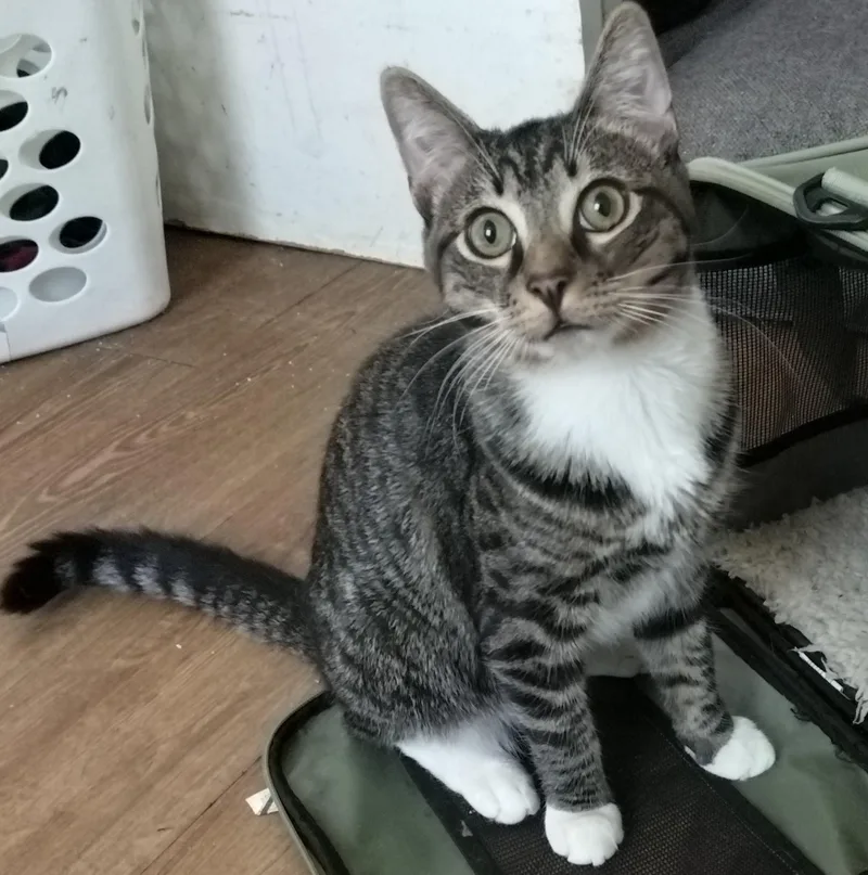 A young medium-sized male Domestic Short Hair cat named Thomas Jr for adoption in Los Angeles, CA