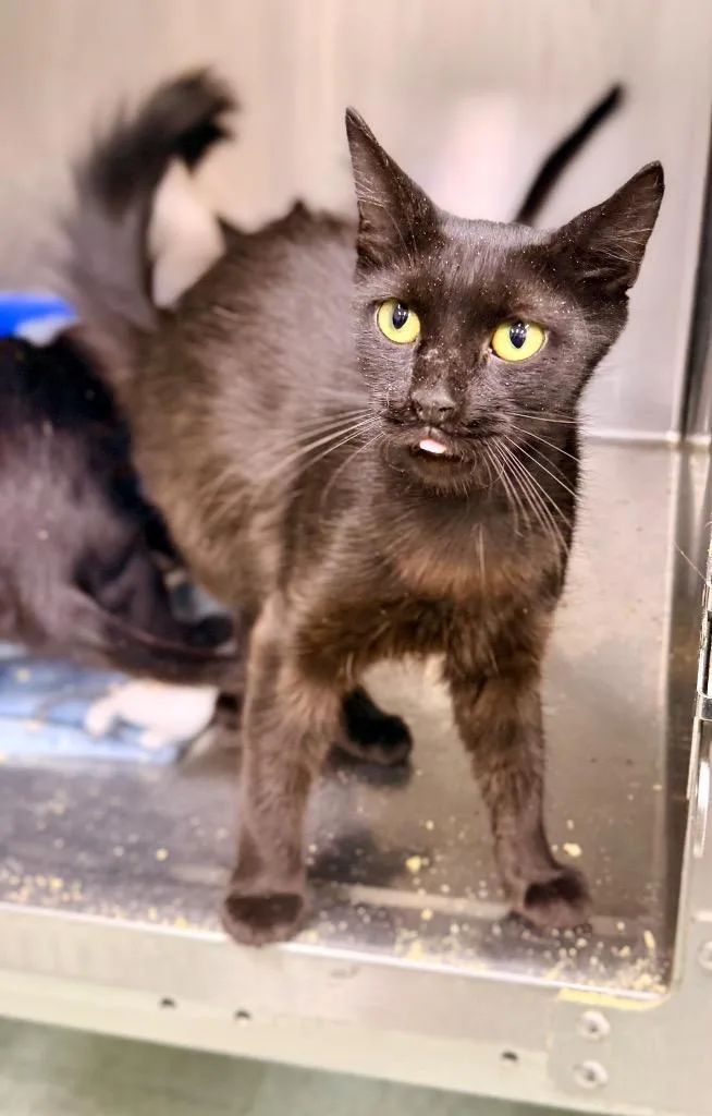 A young medium-sized female Domestic Short Hair cat named Pippa for adoption in Danielsville, GA