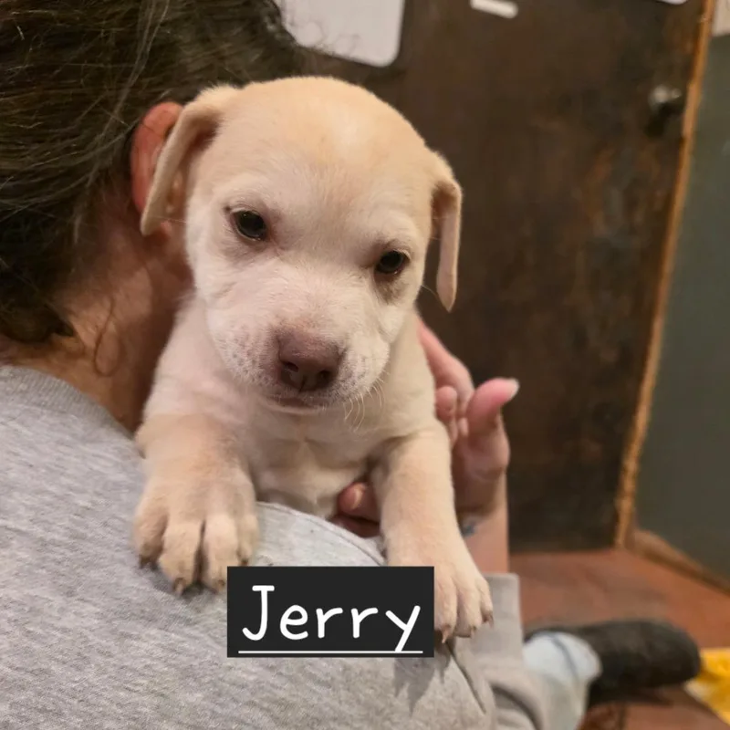 A baby small-sized male Yellow / Tan / Blond / Fawn Mixed Breed dog named Jerry for adoption in Glenfield, NY