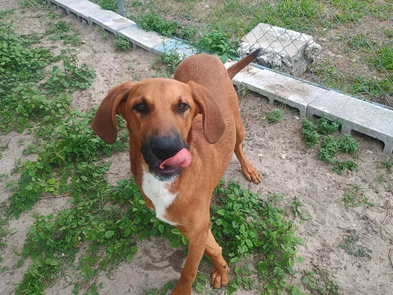 An adult medium-sized male Red / Chestnut / Orange Hound dog named Red for adoption in New Port Richey, FL