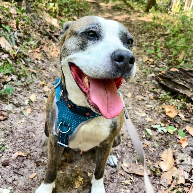 An adult large-sized female Brindle Mixed Breed dog named Willow Jade for adoption in Gainesville, FL