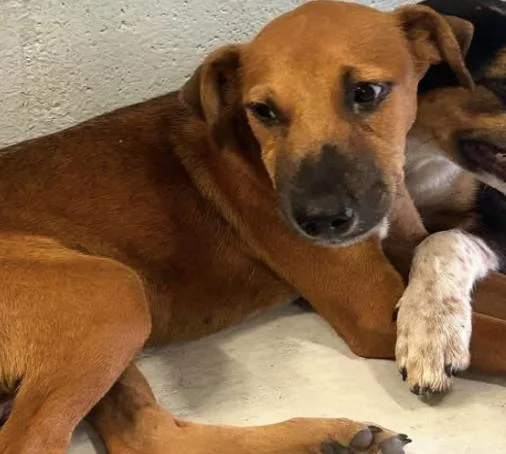 A baby medium-sized male Hound dog named Conan for adoption in Elgin, TX