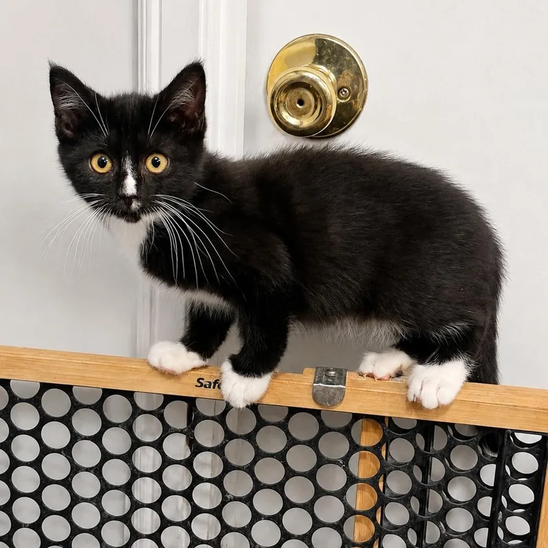 A baby small-sized male Black & White / Tuxedo Tuxedo cat named Joska for adoption in Antioch, CA