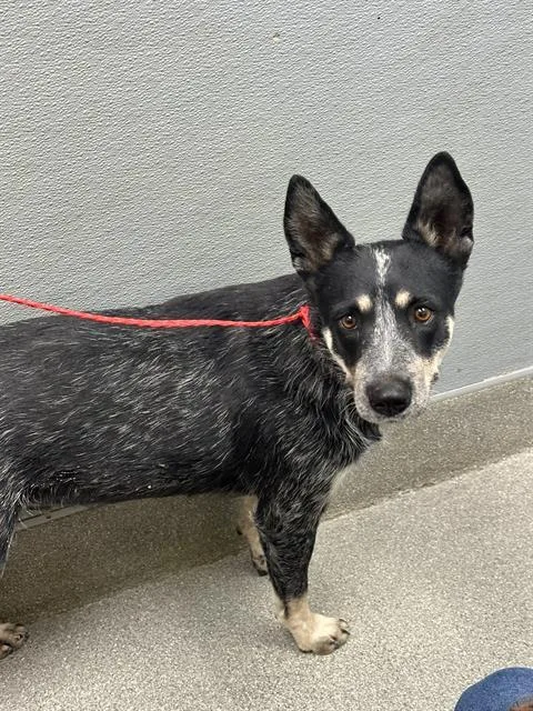 A young large-sized female Australian Cattle Dog / Blue Heeler dog named Rey for adoption in Las Vegas, NV