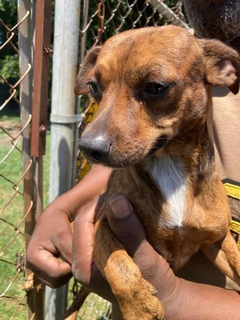 A young medium-sized female Mixed Breed dog named Pipsqueak for adoption in Dallas, TX