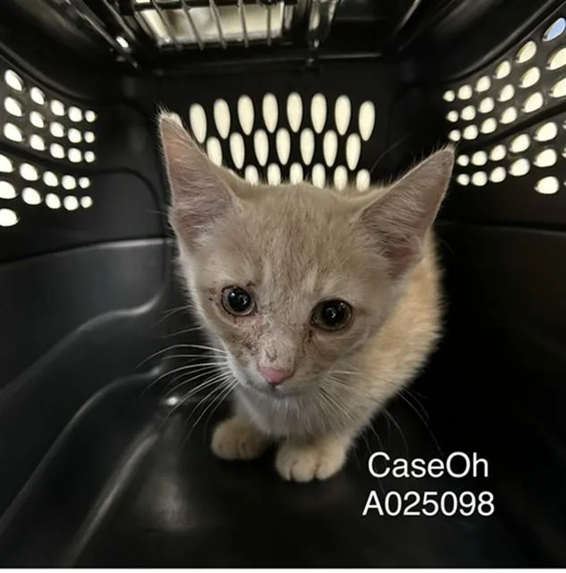 A baby small-sized male Domestic Short Hair cat named Caseoh for adoption in Lincolnton, NC