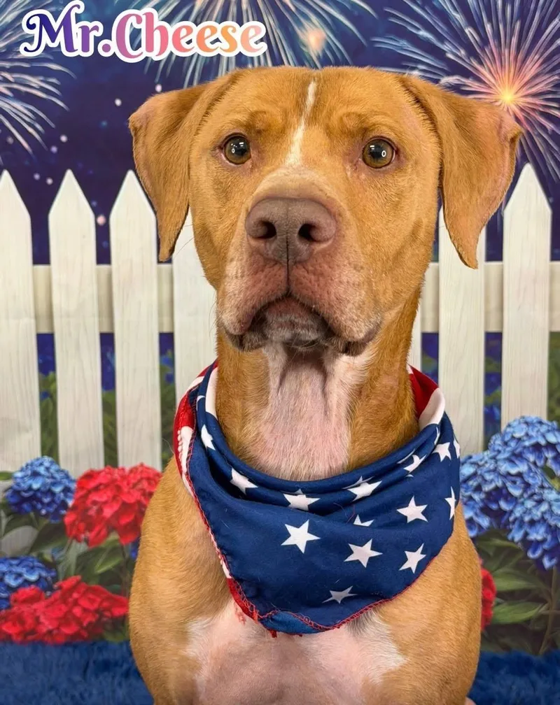 An adult large-sized male Golden Mixed Breed dog named Mr. Cheese for adoption in Flint, MI