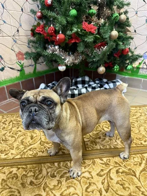 An adult medium-sized female French Bulldog dog named Bean for adoption in Castaic, CA