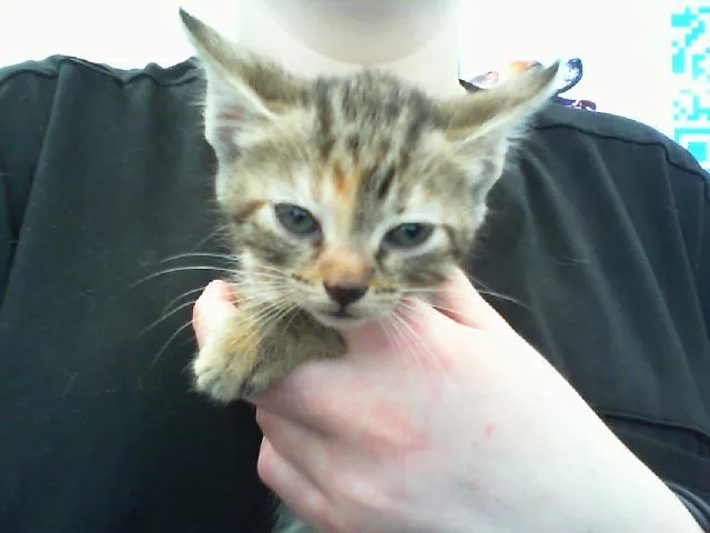 A baby small-sized female Domestic Short Hair cat named Crankshaft for adoption in Charlotte, NC