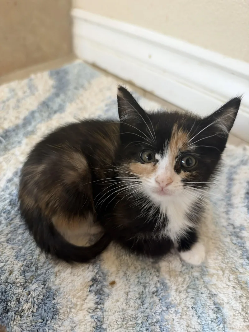 A baby small-sized female Calico cat named Phoenix for adoption in San Jose, CA