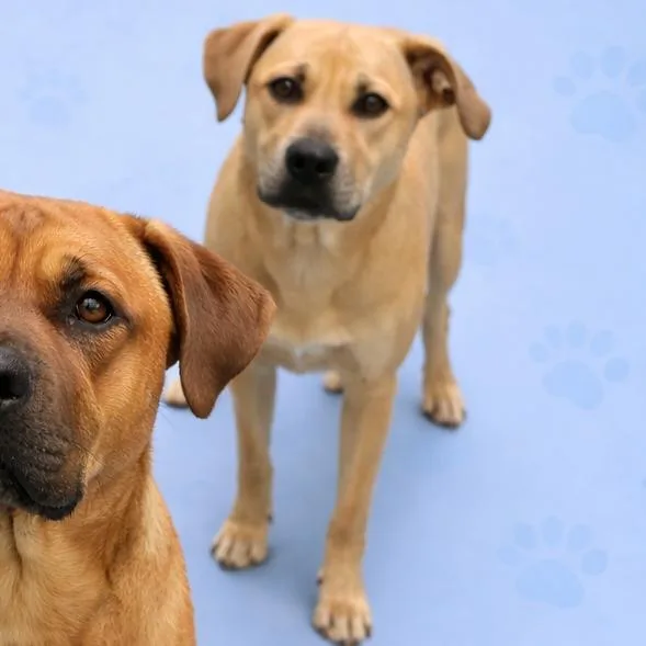 A young medium-sized female Yellow / Tan / Blond / Fawn Mixed Breed dog named Shawty for adoption in Memphis, TN