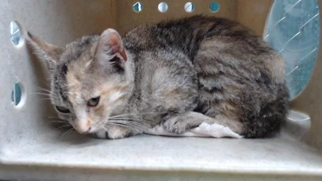 A baby medium-sized female Domestic Short Hair cat named Bessie for adoption in Downey, CA