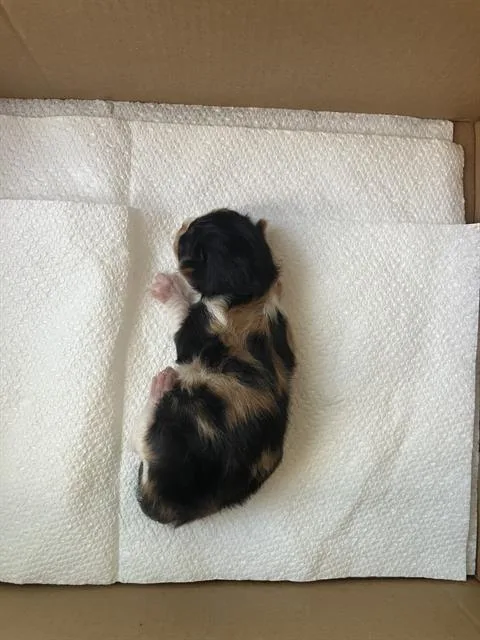 A baby medium-sized female Domestic Medium Hair cat named Marlo for adoption in Dallas, TX