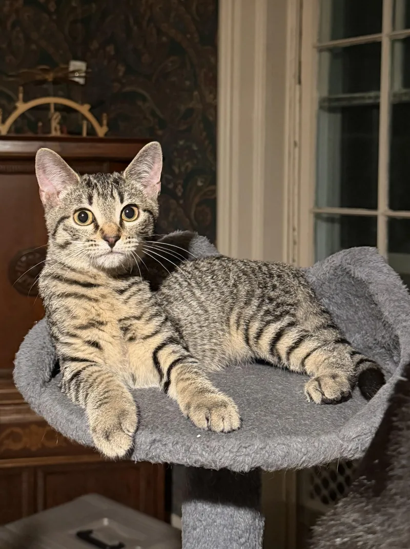 A baby small-sized female Domestic Short Hair cat named Rylee for adoption in Martinsville, IN