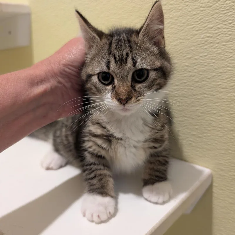 Xyra