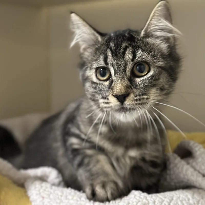 A baby medium-sized female Tabby (Brown / Chocolate) Domestic Medium Hair cat named Penny Lane for adoption in Victor, NY