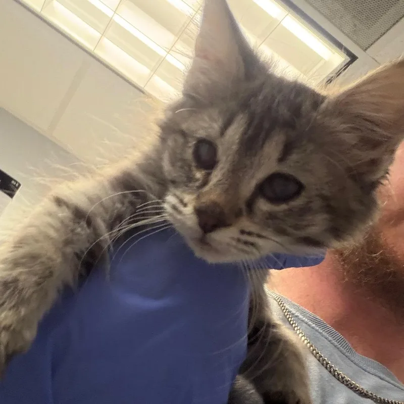 A baby small-sized female Gray / Blue / Silver Domestic Short Hair cat named Drillbit for adoption in Columbus, GA