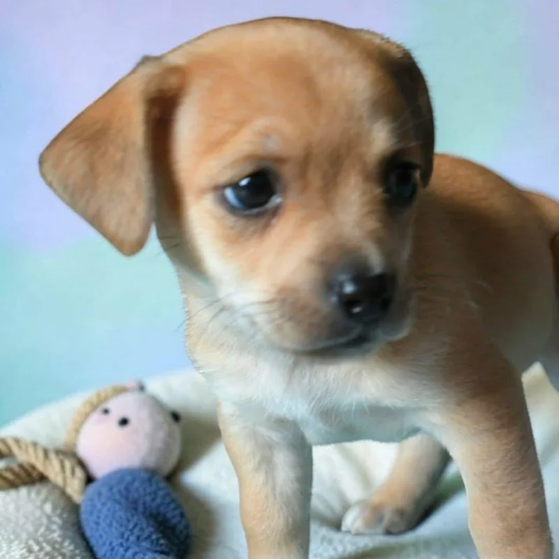 Truli thumbnail 2