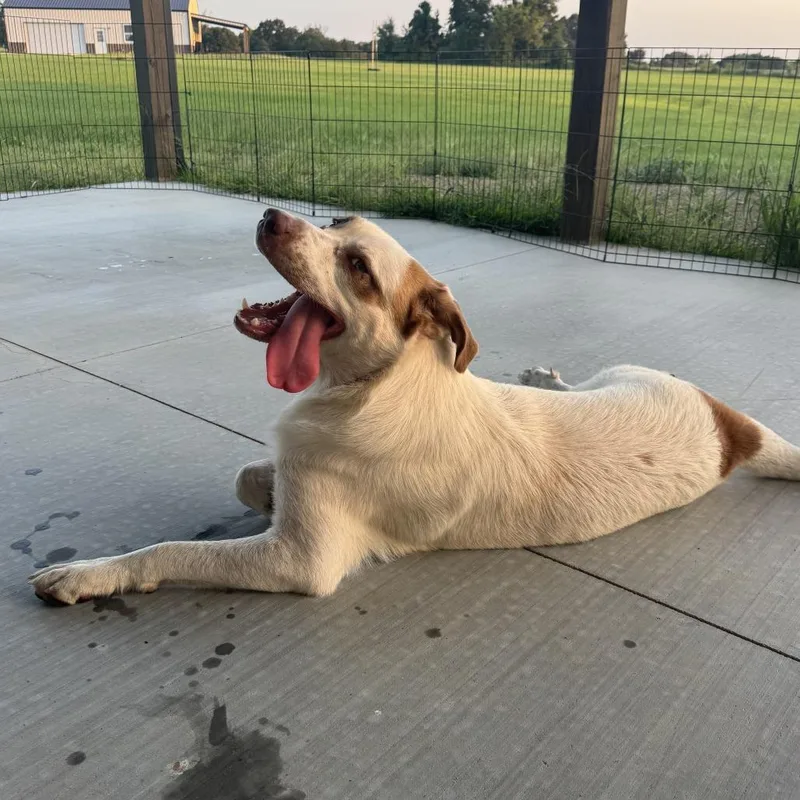 A young large-sized male White / Cream Mixed Breed dog named Tex for adoption in Tulsa, OK