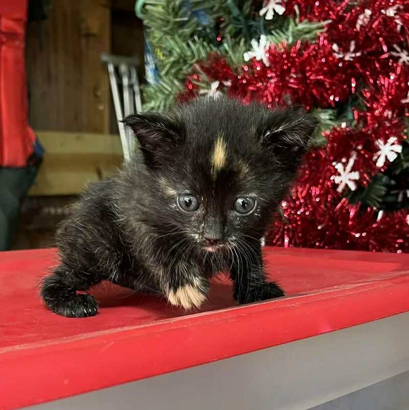 A baby medium-sized female Tortoiseshell Domestic Medium Hair cat named Ember for adoption in Minneapolis, MN