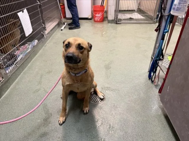 An adult medium-sized male German Shepherd Dog dog named Junior for adoption in Santa Fe, NM